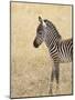 Baby Grant's Zebra, Masai Mara National Reserve, Kenya, East Africa-James Hager-Mounted Photographic Print