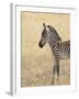 Baby Grant's Zebra, Masai Mara National Reserve, Kenya, East Africa-James Hager-Framed Photographic Print