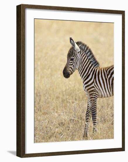 Baby Grant's Zebra, Masai Mara National Reserve, Kenya, East Africa-James Hager-Framed Photographic Print