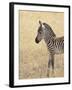 Baby Grant's Zebra, Masai Mara National Reserve, Kenya, East Africa-James Hager-Framed Photographic Print