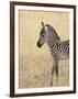 Baby Grant's Zebra, Masai Mara National Reserve, Kenya, East Africa-James Hager-Framed Photographic Print