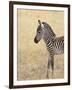 Baby Grant's Zebra, Masai Mara National Reserve, Kenya, East Africa-James Hager-Framed Photographic Print