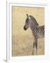 Baby Grant's Zebra, Masai Mara National Reserve, Kenya, East Africa-James Hager-Framed Photographic Print