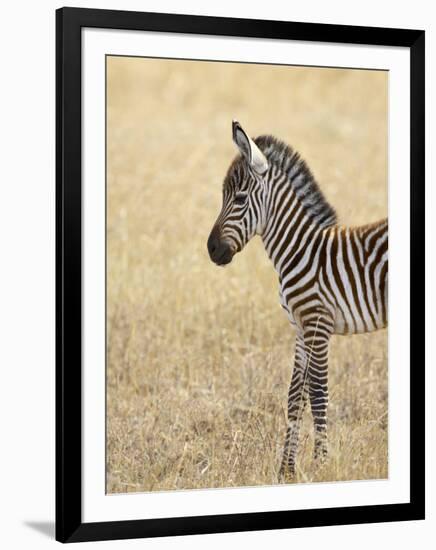 Baby Grant's Zebra, Masai Mara National Reserve, Kenya, East Africa-James Hager-Framed Photographic Print