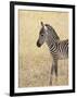 Baby Grant's Zebra, Masai Mara National Reserve, Kenya, East Africa-James Hager-Framed Photographic Print