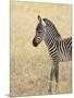 Baby Grant's Zebra, Masai Mara National Reserve, Kenya, East Africa-James Hager-Mounted Photographic Print