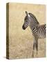 Baby Grant's Zebra, Masai Mara National Reserve, Kenya, East Africa-James Hager-Stretched Canvas