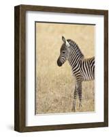 Baby Grant's Zebra, Masai Mara National Reserve, Kenya, East Africa-James Hager-Framed Photographic Print