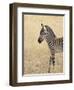 Baby Grant's Zebra, Masai Mara National Reserve, Kenya, East Africa-James Hager-Framed Photographic Print