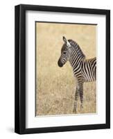 Baby Grant's Zebra, Masai Mara National Reserve, Kenya, East Africa-James Hager-Framed Photographic Print