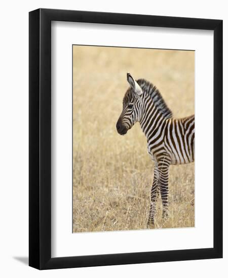 Baby Grant's Zebra, Masai Mara National Reserve, Kenya, East Africa-James Hager-Framed Photographic Print