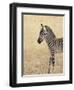 Baby Grant's Zebra, Masai Mara National Reserve, Kenya, East Africa-James Hager-Framed Photographic Print