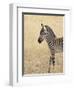 Baby Grant's Zebra, Masai Mara National Reserve, Kenya, East Africa-James Hager-Framed Photographic Print