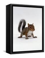 Baby Grey Squirrel, Portrait-Jane Burton-Framed Stretched Canvas