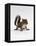Baby Grey Squirrel, Portrait-Jane Burton-Framed Stretched Canvas