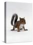 Baby Grey Squirrel, Portrait-Jane Burton-Stretched Canvas