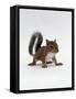 Baby Grey Squirrel, Portrait-Jane Burton-Framed Stretched Canvas