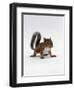 Baby Grey Squirrel, Portrait-Jane Burton-Framed Premium Photographic Print