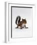 Baby Grey Squirrel, Portrait-Jane Burton-Framed Premium Photographic Print