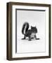 Baby Grey Squirrel, Portrait-Jane Burton-Framed Premium Photographic Print