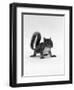 Baby Grey Squirrel, Portrait-Jane Burton-Framed Premium Photographic Print