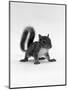 Baby Grey Squirrel, Portrait-Jane Burton-Mounted Premium Photographic Print