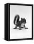 Baby Grey Squirrel, Portrait-Jane Burton-Framed Stretched Canvas