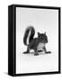 Baby Grey Squirrel, Portrait-Jane Burton-Framed Stretched Canvas