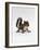 Baby Grey Squirrel, Portrait-Jane Burton-Framed Photographic Print