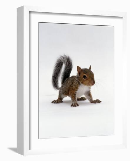 Baby Grey Squirrel, Portrait-Jane Burton-Framed Photographic Print