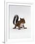 Baby Grey Squirrel, Portrait-Jane Burton-Framed Photographic Print