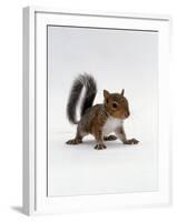 Baby Grey Squirrel, Portrait-Jane Burton-Framed Photographic Print