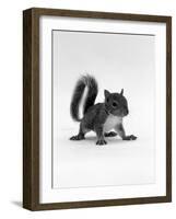 Baby Grey Squirrel, Portrait-Jane Burton-Framed Photographic Print