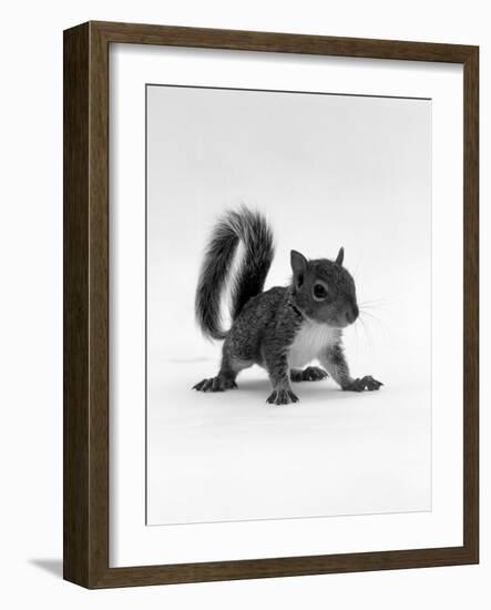 Baby Grey Squirrel, Portrait-Jane Burton-Framed Photographic Print