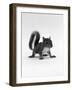 Baby Grey Squirrel, Portrait-Jane Burton-Framed Photographic Print