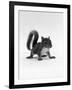 Baby Grey Squirrel, Portrait-Jane Burton-Framed Photographic Print