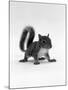 Baby Grey Squirrel, Portrait-Jane Burton-Mounted Photographic Print