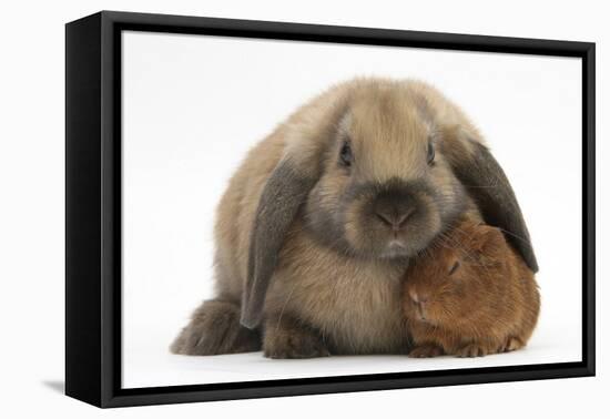 Baby Guinea Pig and Rabbit-Mark Taylor-Framed Stretched Canvas