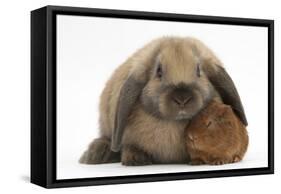 Baby Guinea Pig and Rabbit-Mark Taylor-Framed Stretched Canvas