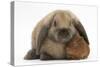 Baby Guinea Pig and Rabbit-Mark Taylor-Stretched Canvas