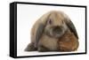 Baby Guinea Pig and Rabbit-Mark Taylor-Framed Stretched Canvas