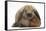 Baby Guinea Pig and Rabbit-Mark Taylor-Framed Stretched Canvas