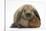 Baby Guinea Pig and Rabbit-Mark Taylor-Stretched Canvas