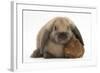 Baby Guinea Pig and Rabbit-Mark Taylor-Framed Photographic Print