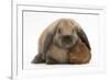 Baby Guinea Pig and Rabbit-Mark Taylor-Framed Photographic Print