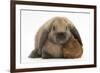 Baby Guinea Pig and Rabbit-Mark Taylor-Framed Photographic Print