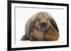 Baby Guinea Pig and Rabbit-Mark Taylor-Framed Photographic Print