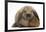 Baby Guinea Pig and Rabbit-Mark Taylor-Framed Photographic Print