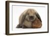 Baby Guinea Pig and Rabbit-Mark Taylor-Framed Photographic Print