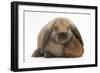 Baby Guinea Pig and Rabbit-Mark Taylor-Framed Photographic Print